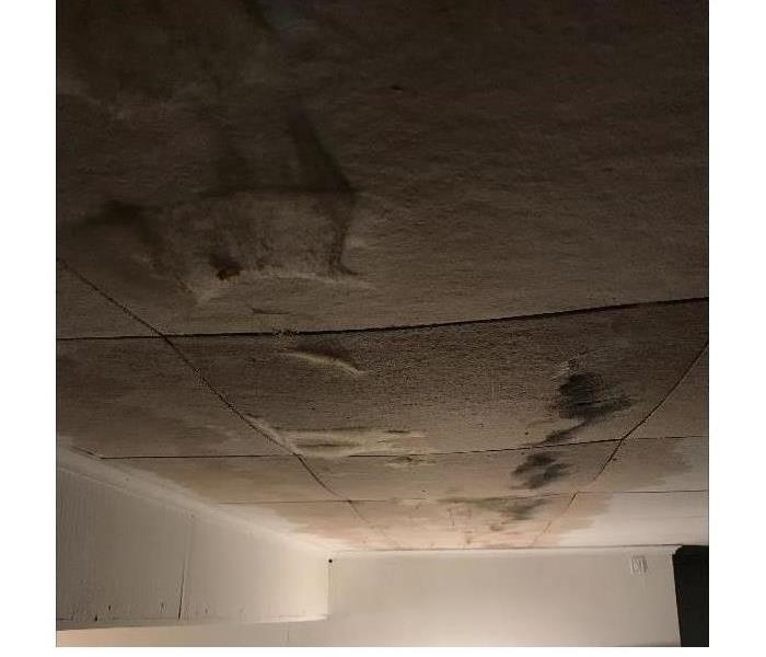 ceiling mold damage